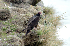 Truthahngeier (3 von 14).jpg